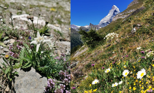 flowers and edelweiss in Zermatt infront of Matterhorn