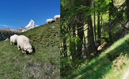Matterhorn with blacknose sheep and ibex in Zermatt 